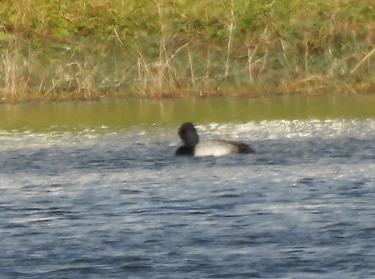 Lesser Scaup - ML644991614