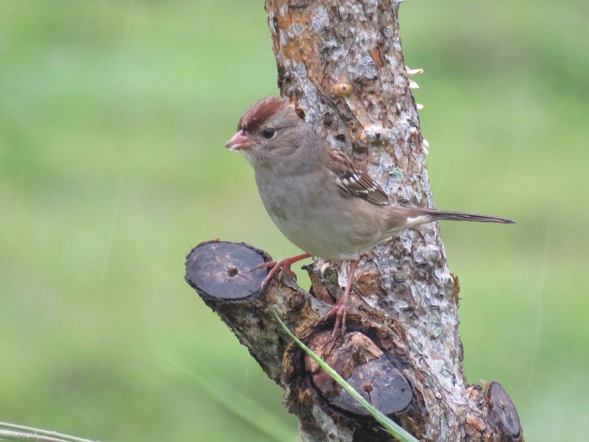 White-crowned Sparrow - ML644991619