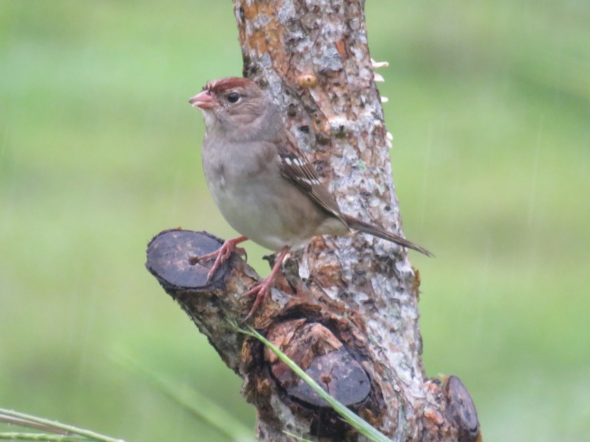 White-crowned Sparrow - ML644991620