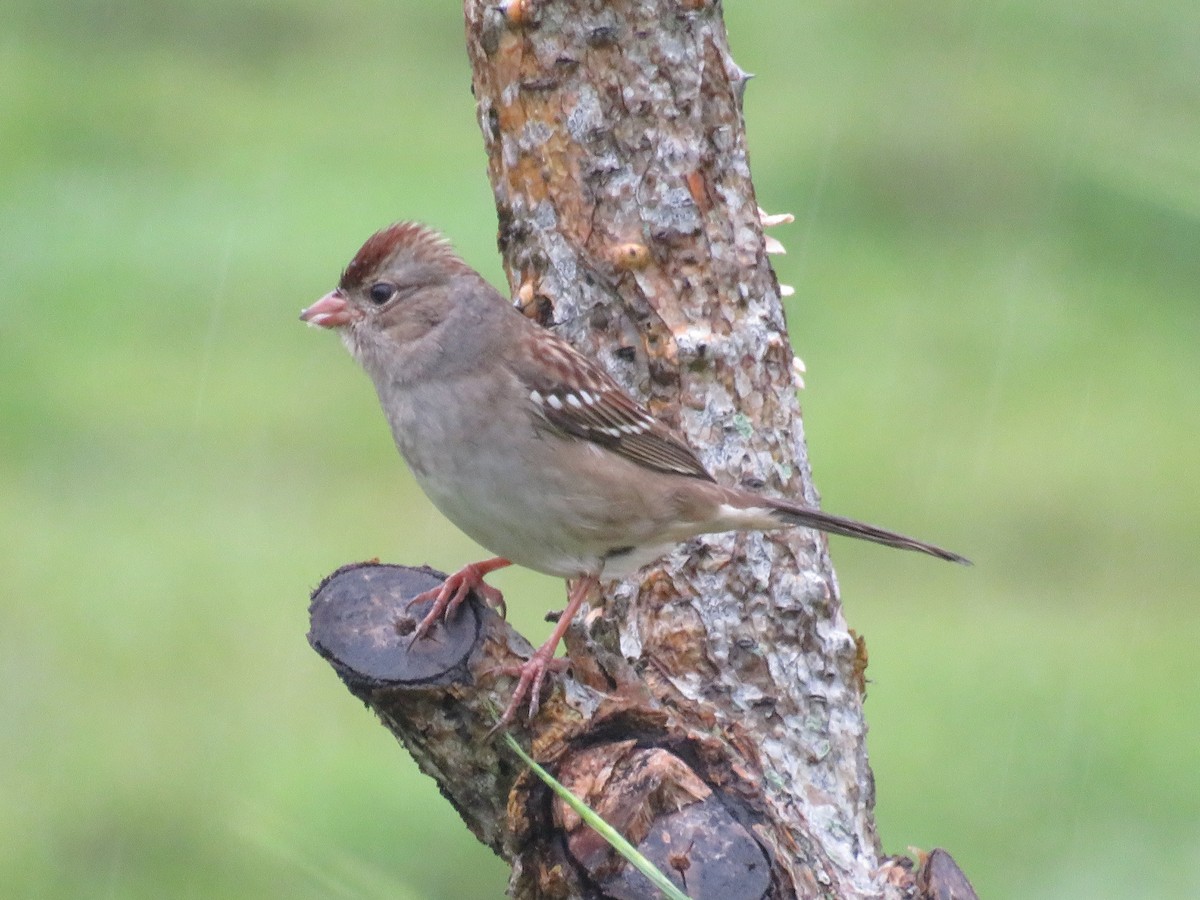 White-crowned Sparrow - ML644991621