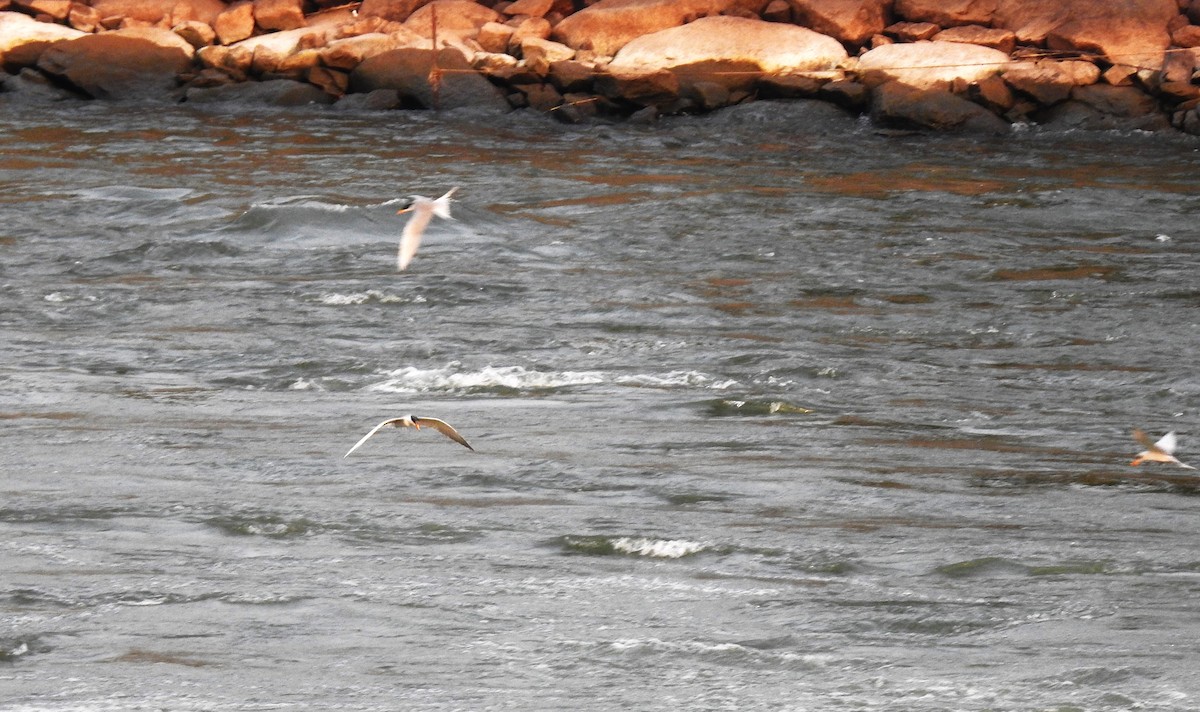 rybák říční - ML644991623