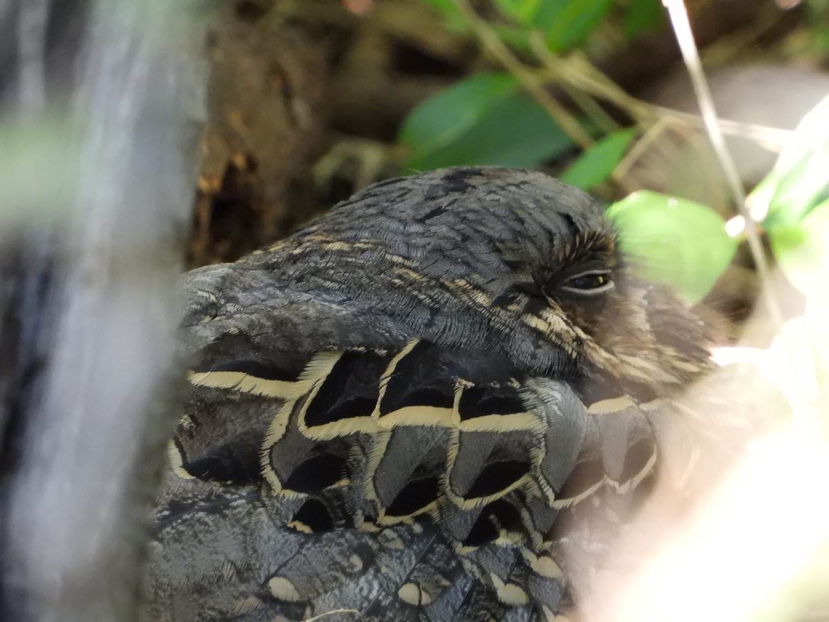 Пораке - ML644991624