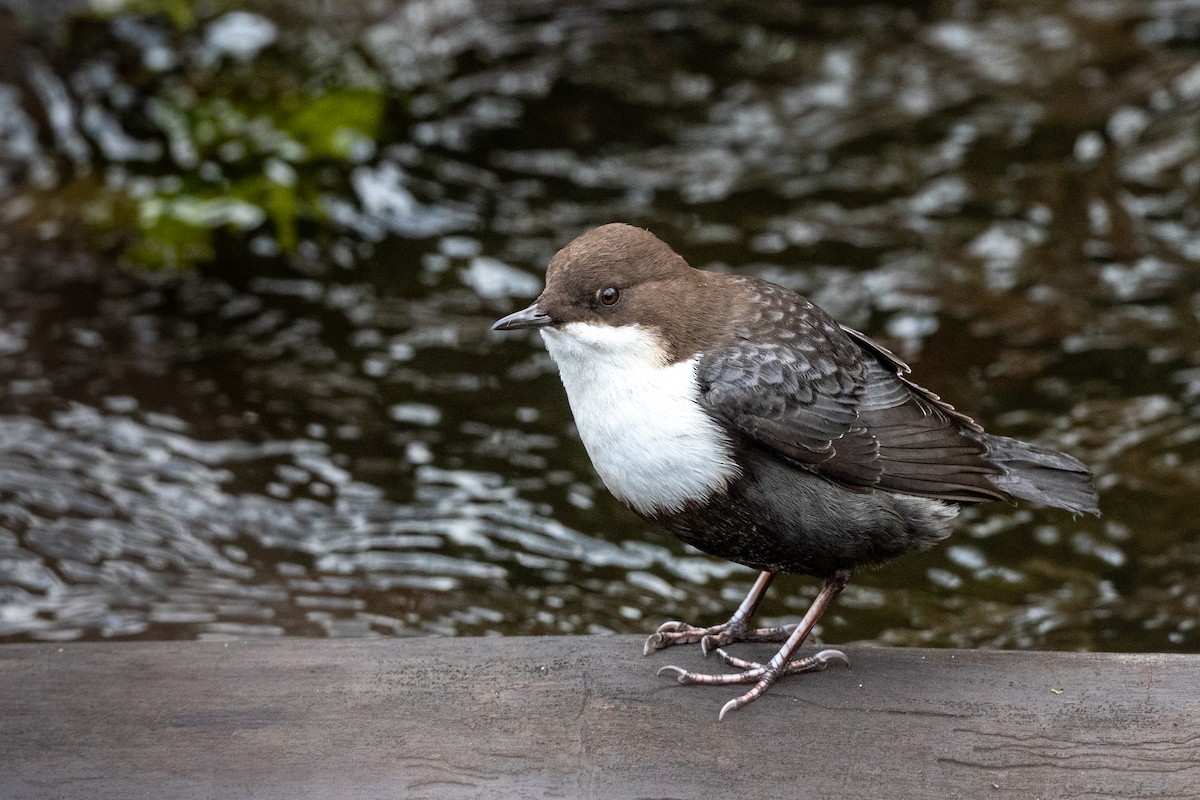 אמודאי הנחלים - ML644991634
