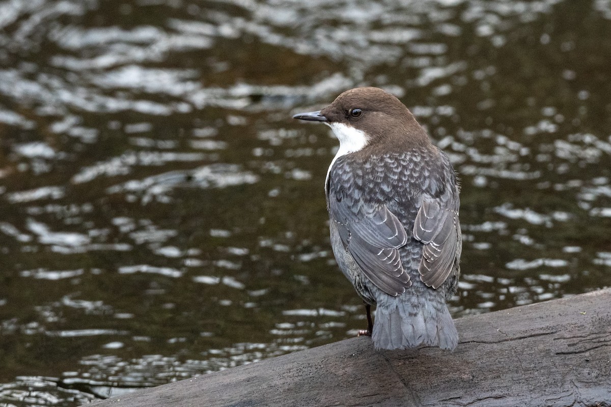 אמודאי הנחלים - ML644991637