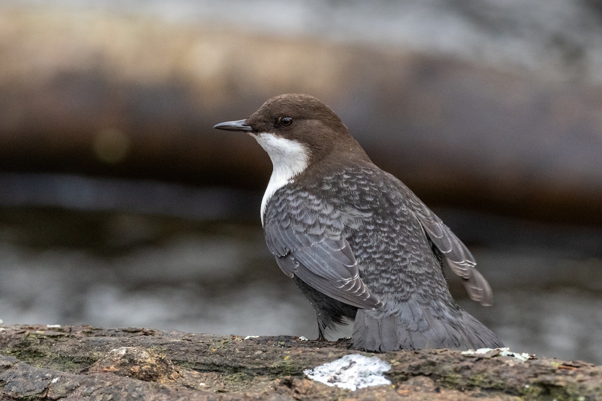 אמודאי הנחלים - ML644991639