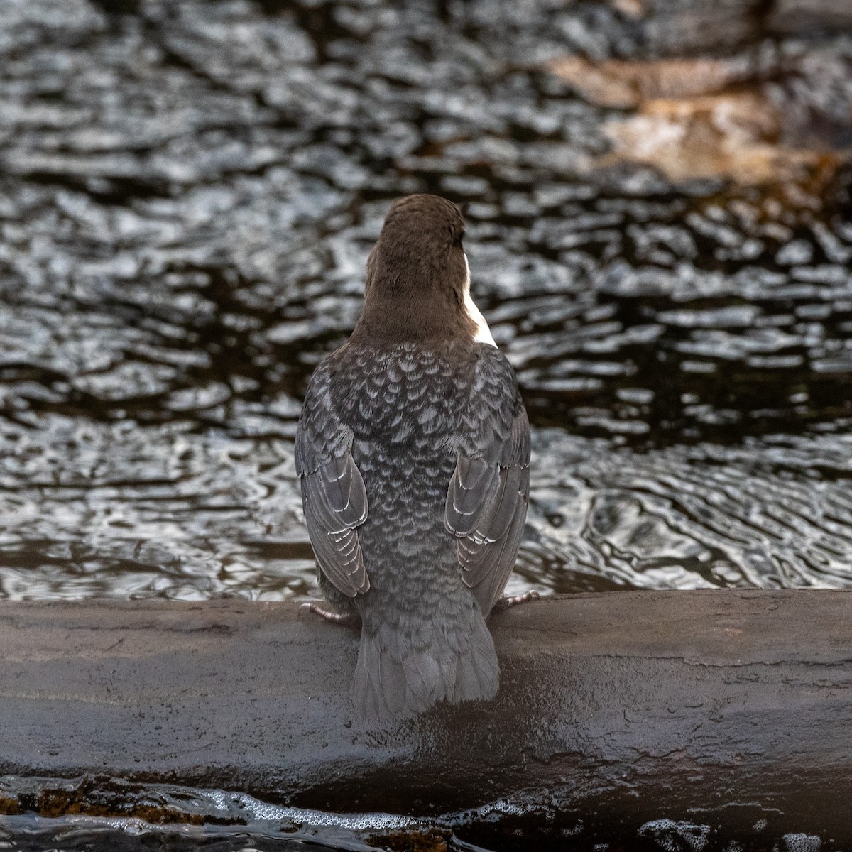אמודאי הנחלים - ML644991643