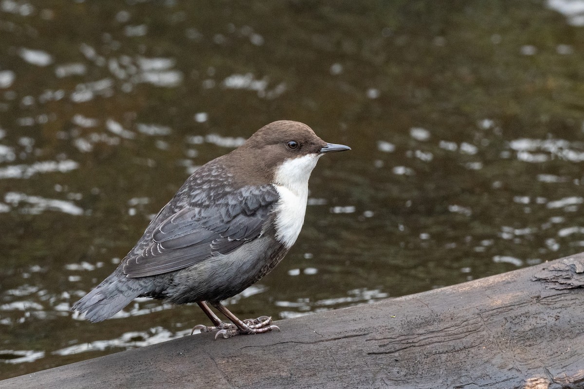 אמודאי הנחלים - ML644991646