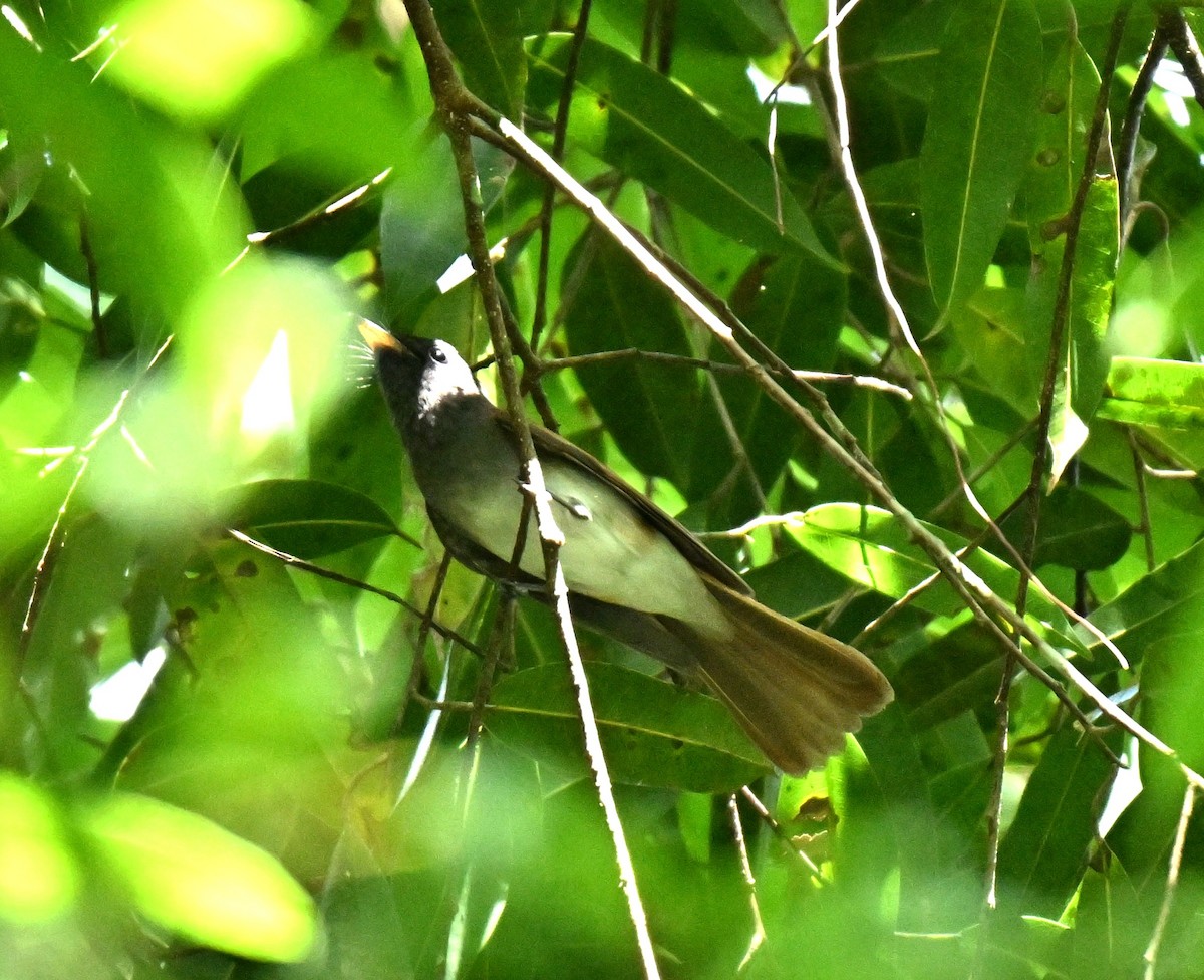 Черная райская мухоловка - ML644991648