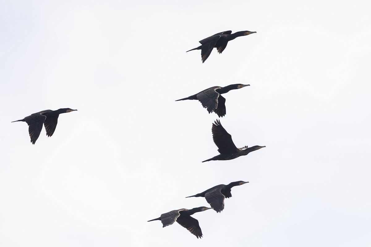 Тураг гогой - ML644991649