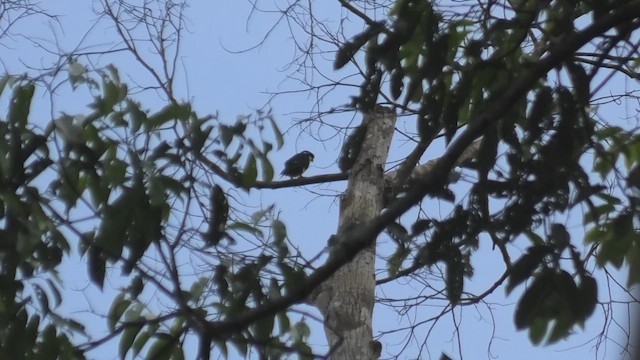 Kızıl Karınlı Cüce Doğan - ML644991676