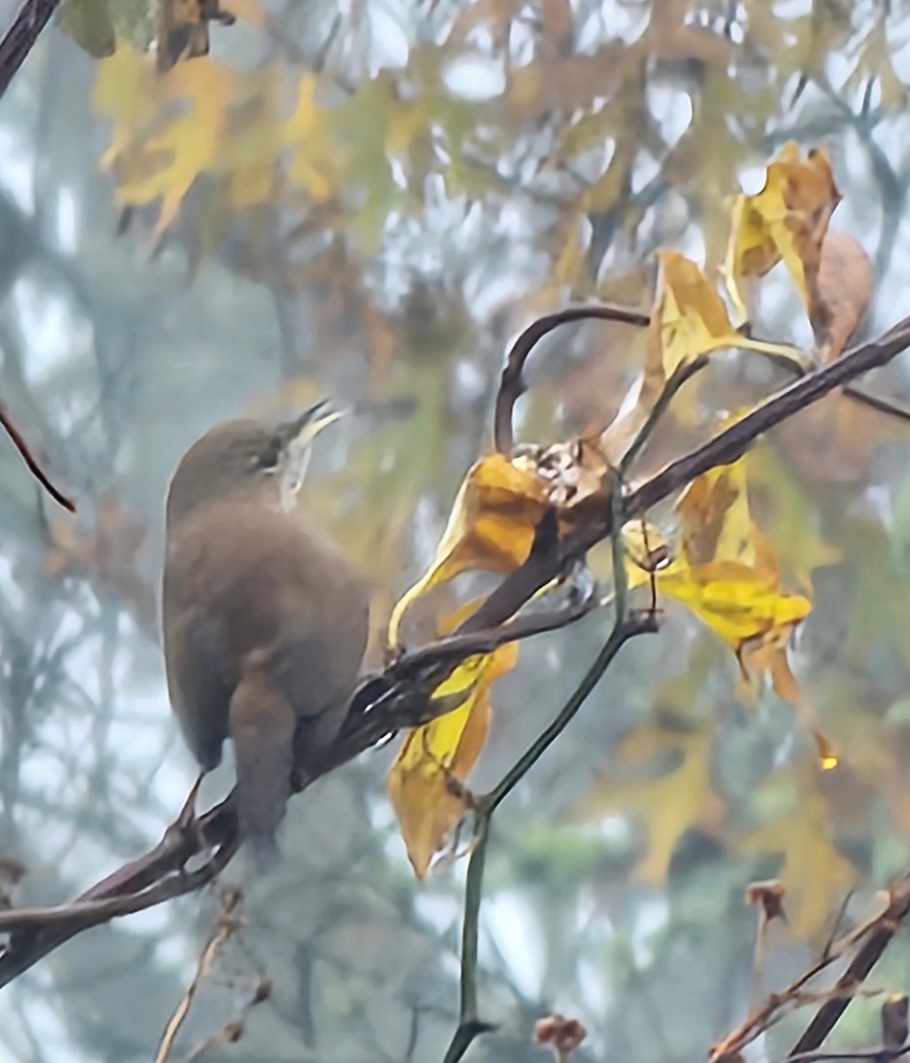 Northern House Wren - ML644991678