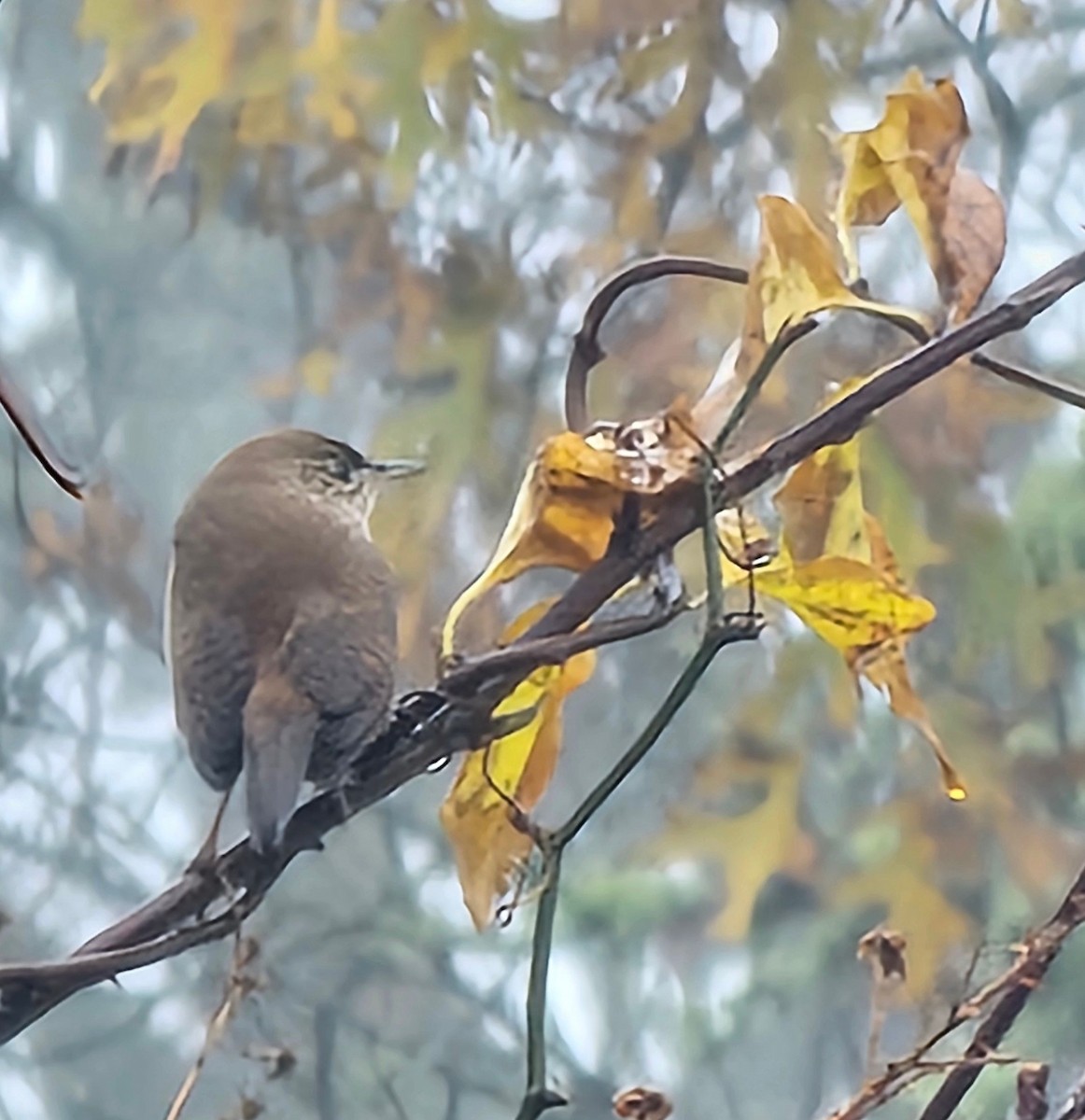 Northern House Wren - ML644991681