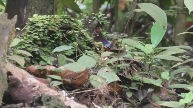 Lal Başlıklı Pitta - ML644991682