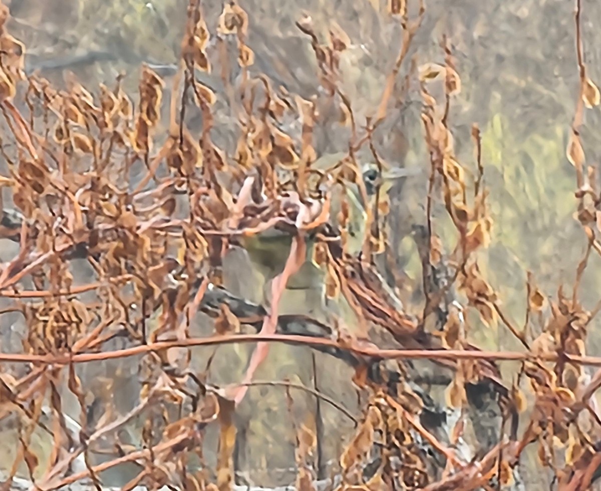 カオグロアメリカムシクイ - ML644991686