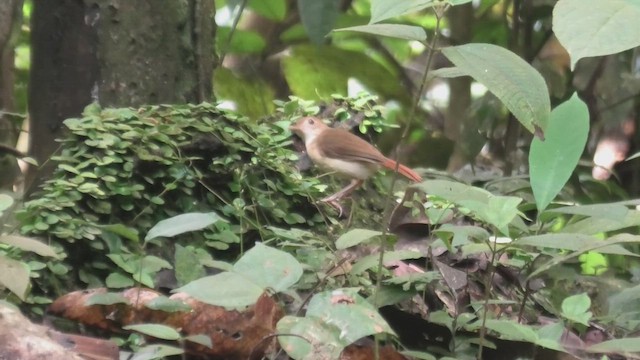 Kızıl Ardıçesmeri - ML644991687