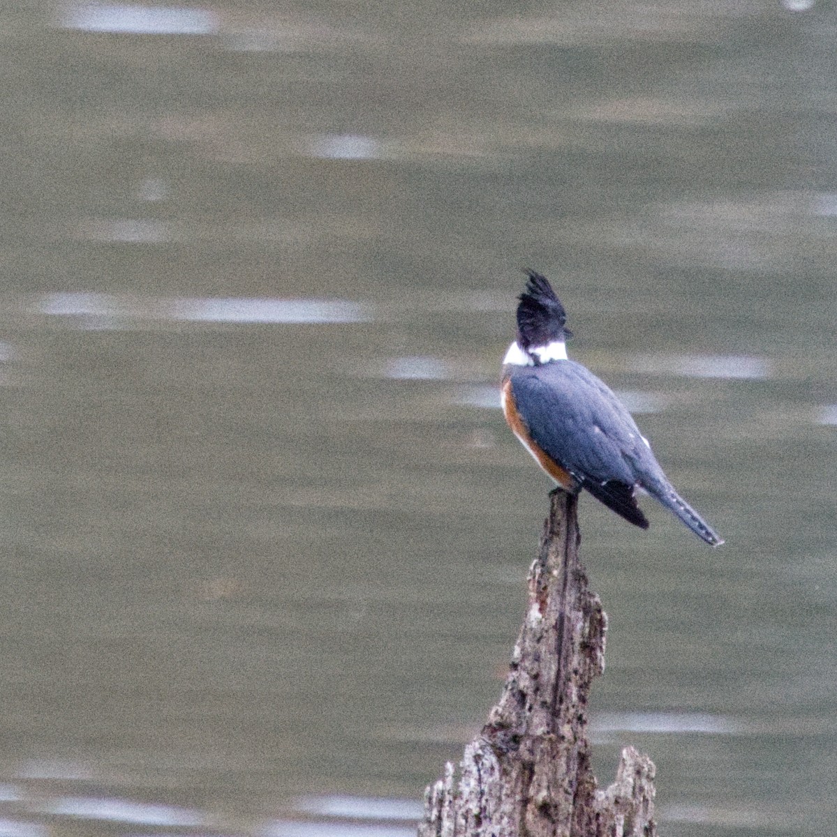 Belted Kingfisher - ML644991688