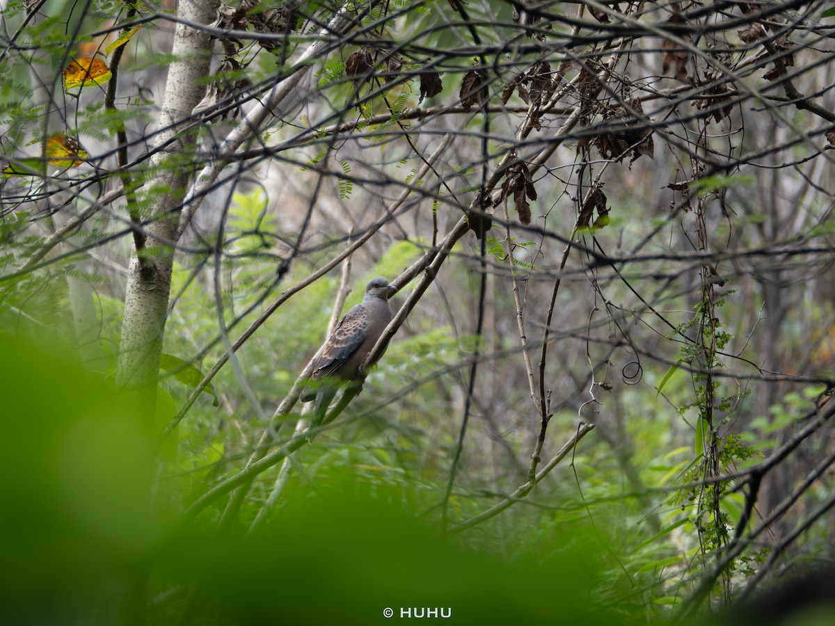 Oriental Turtle-Dove - ML644991691