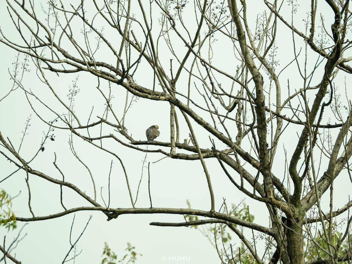 Oriental Turtle-Dove - ML644991692