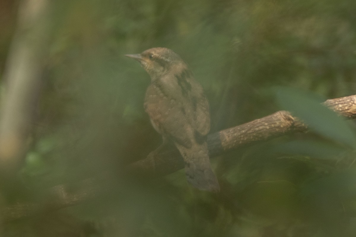 Холтсон гоётуул - ML644991694