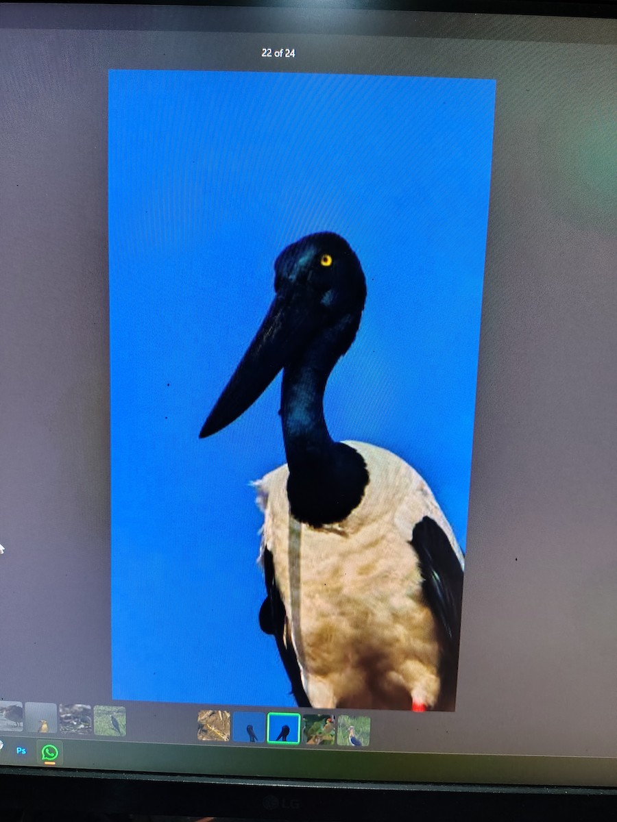 čáp černokrký - ML644991695