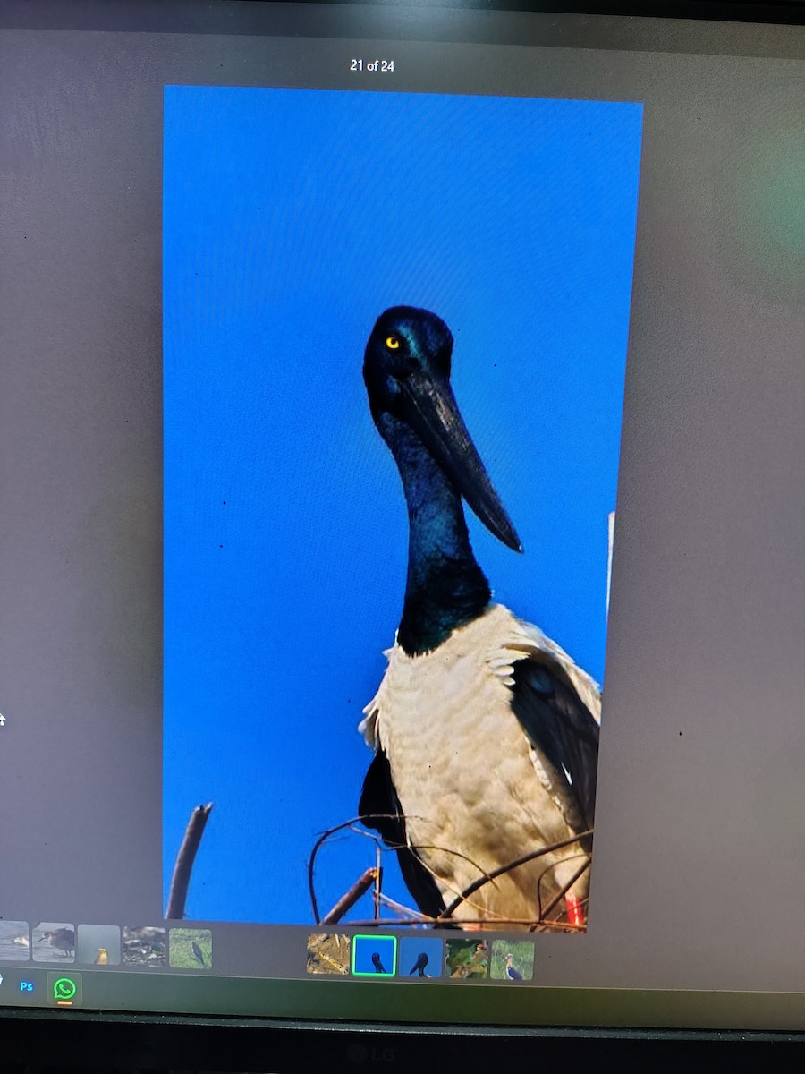 čáp černokrký - ML644991696