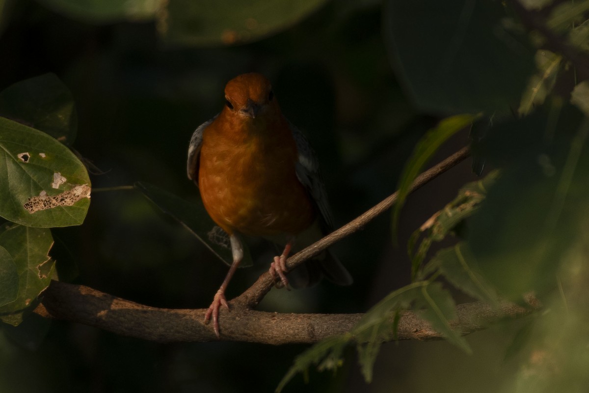 Orange-headed Thrush (Orange-headed) - ML644991698
