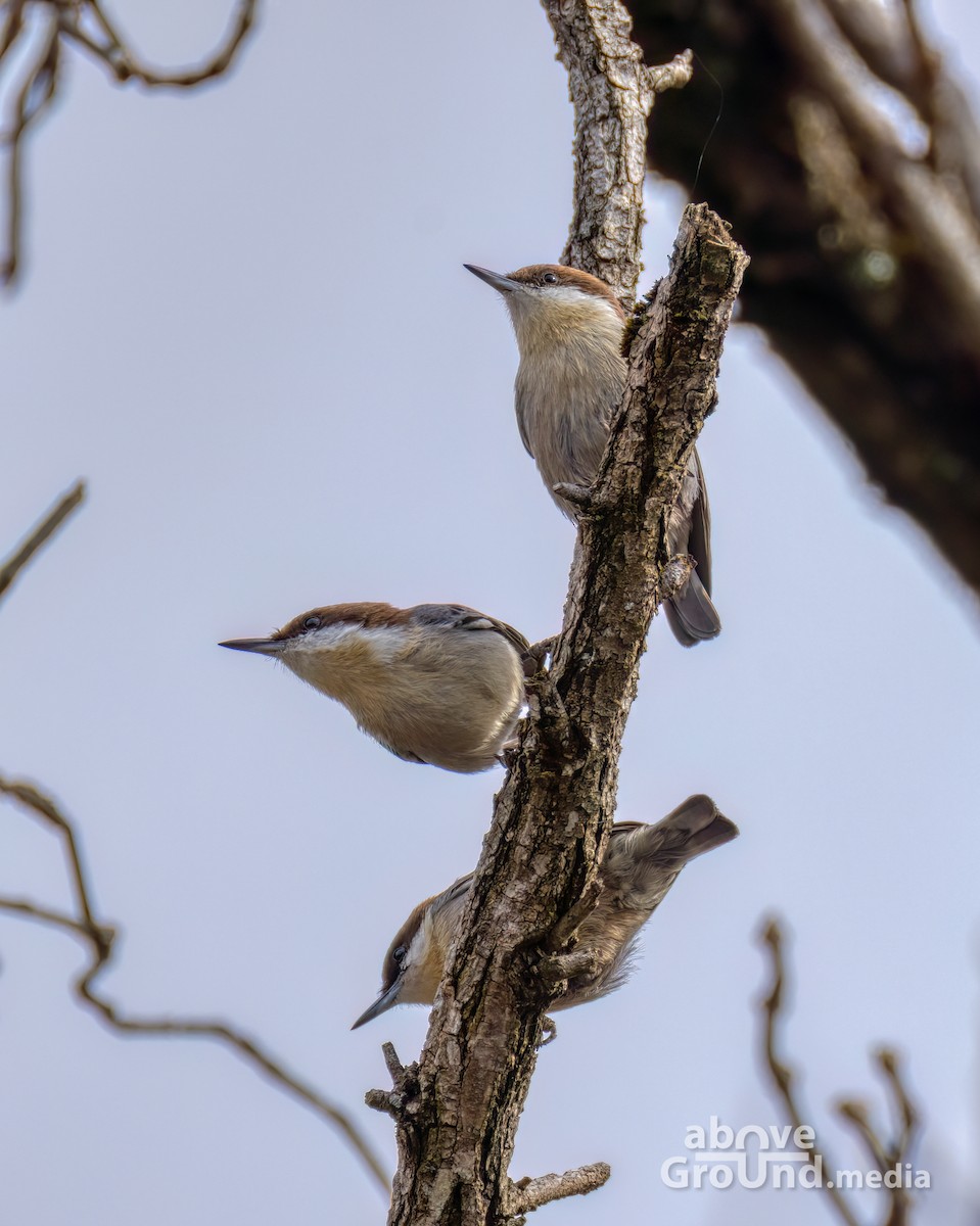 Brown-headed Nuthatch - ML644991707