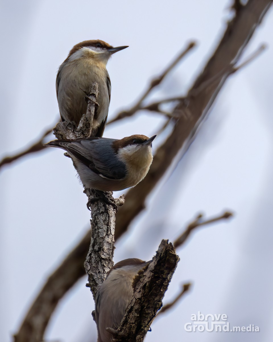 Brown-headed Nuthatch - ML644991708