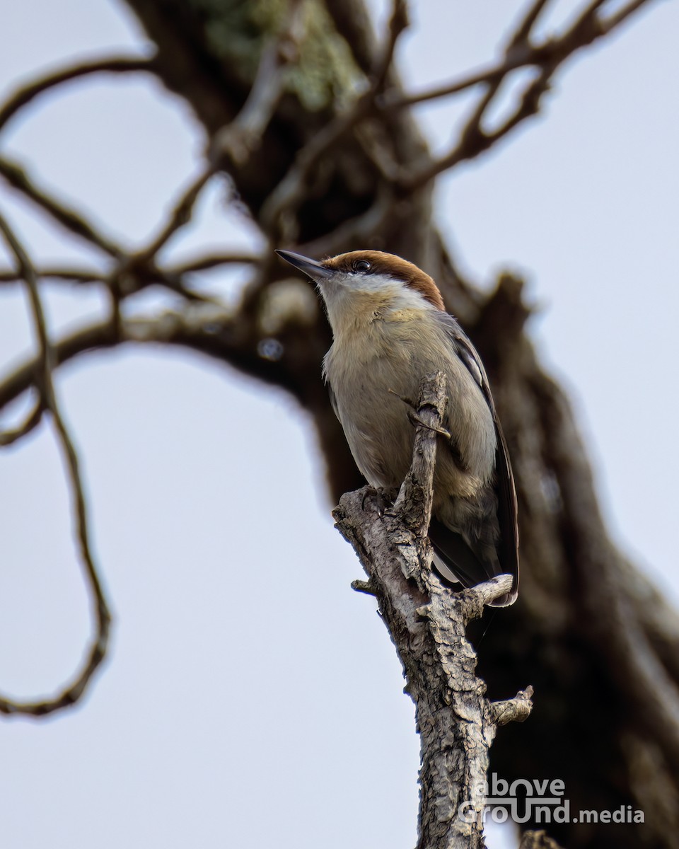 Brown-headed Nuthatch - ML644991709