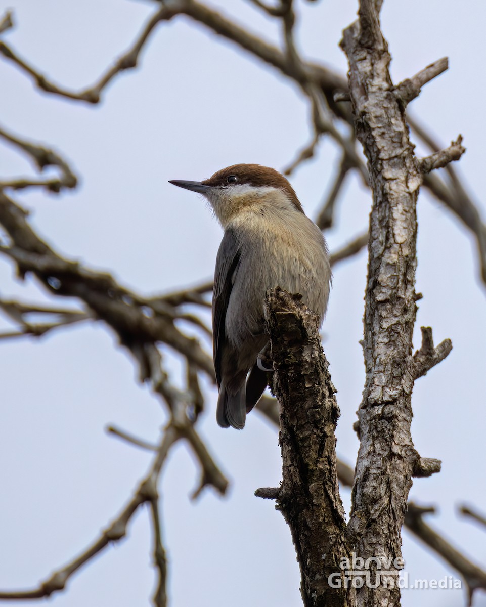 Brown-headed Nuthatch - ML644991710