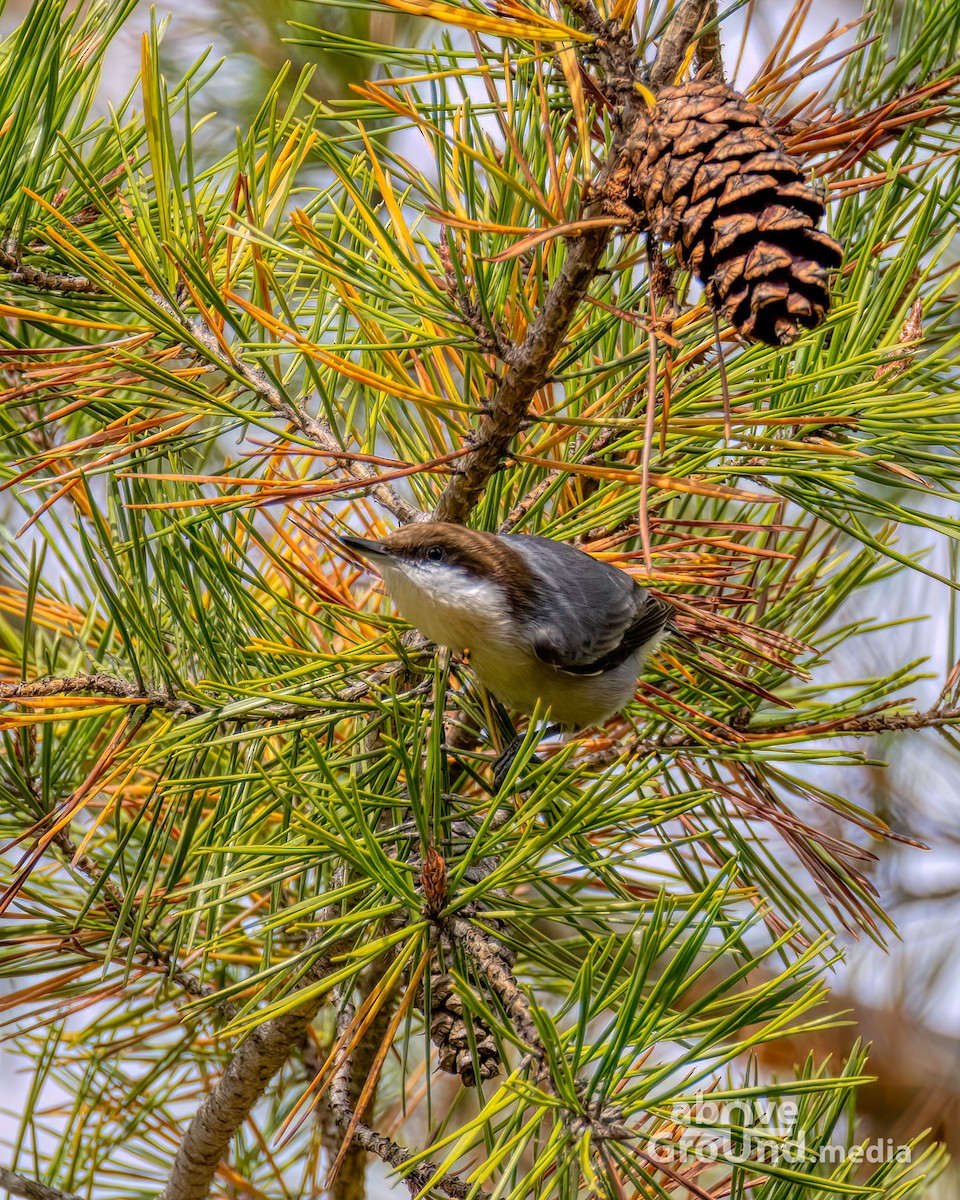 Brown-headed Nuthatch - ML644991711