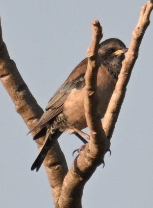 Rosy Starling - ML644991713