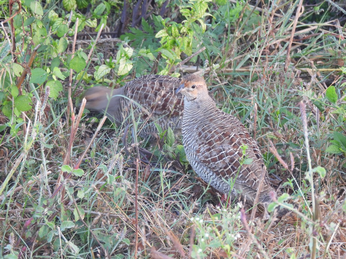 Francolín Gris - ML644991729