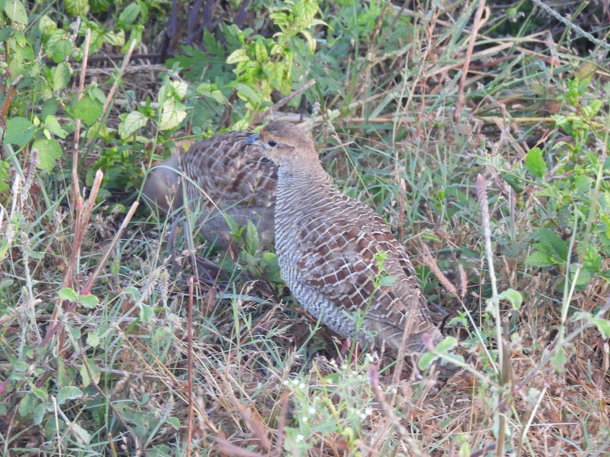 Francolín Gris - ML644991730
