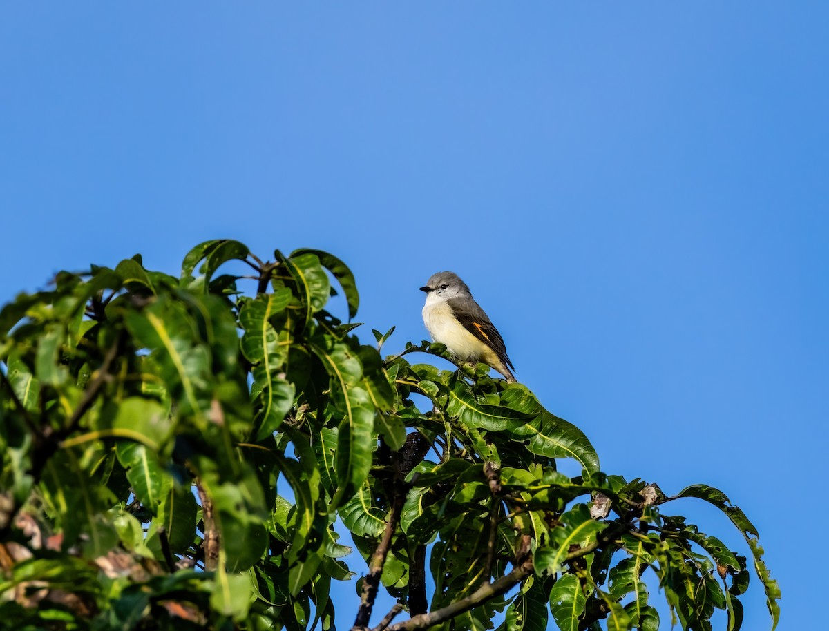 Zwergmennigvogel - ML644991731