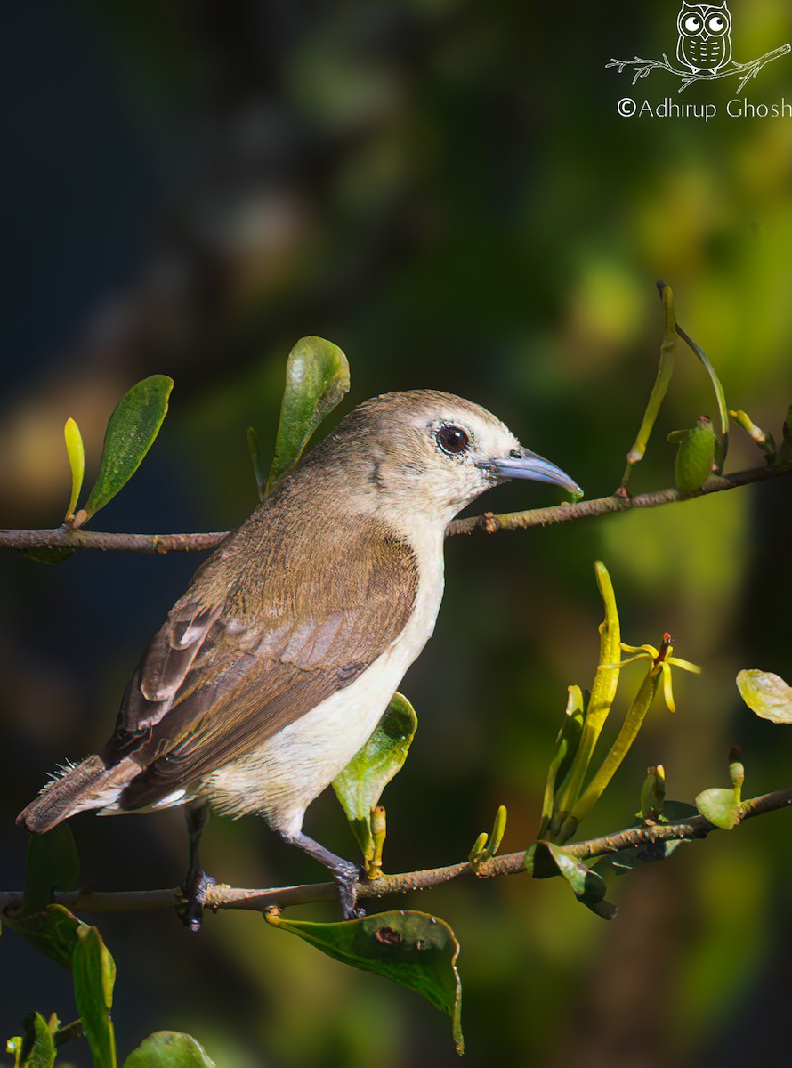 Nilgiri Flowerpecker - ML644991760