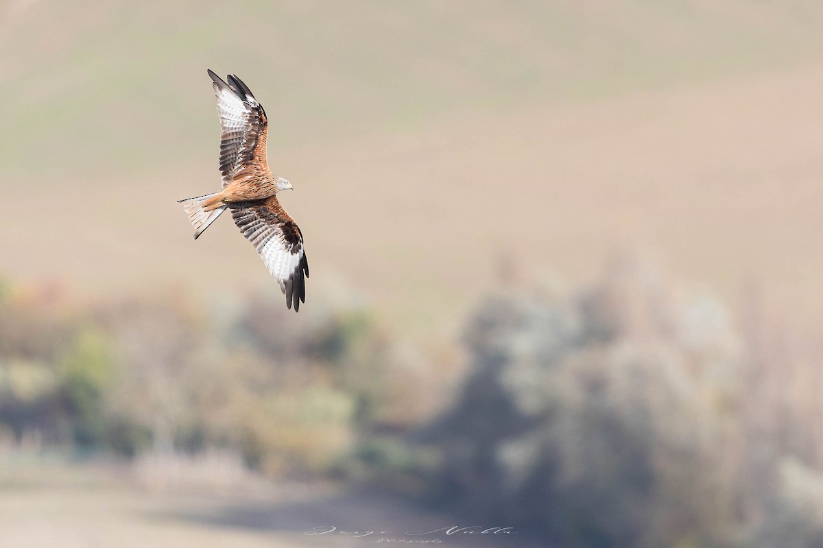 Red Kite - ML644991790