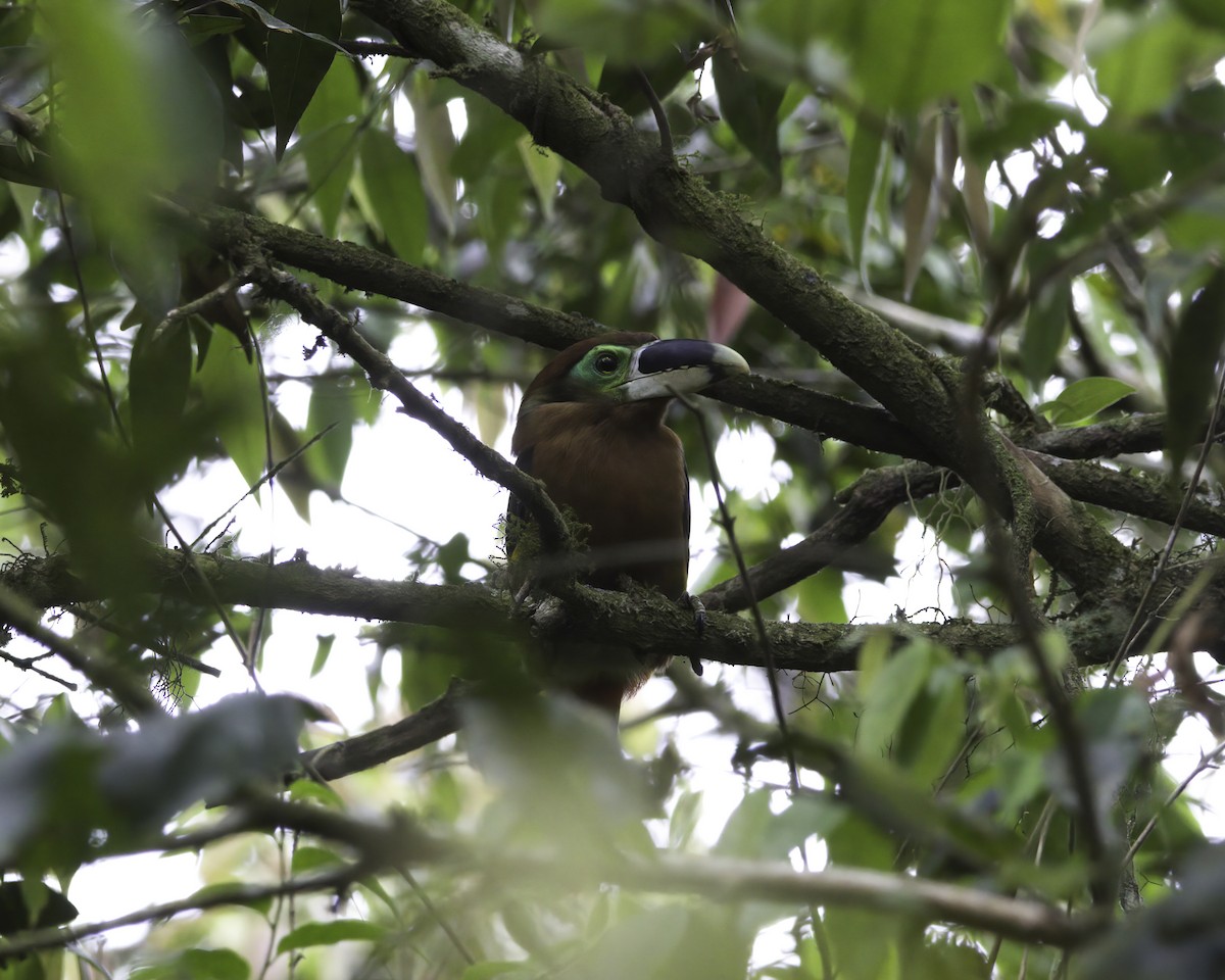 Gould's Toucanet - ML644991796