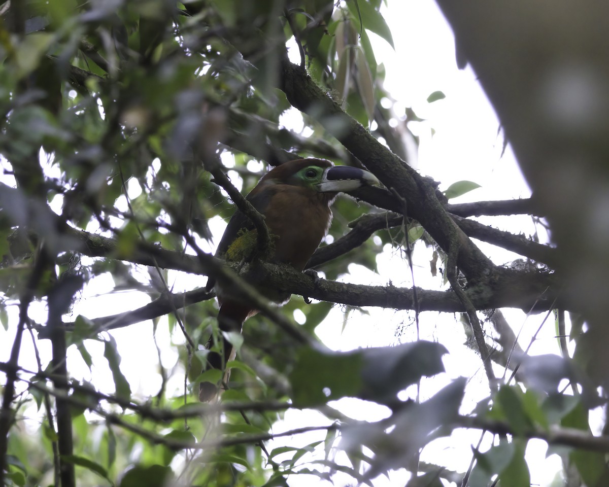 Gould's Toucanet - ML644991797