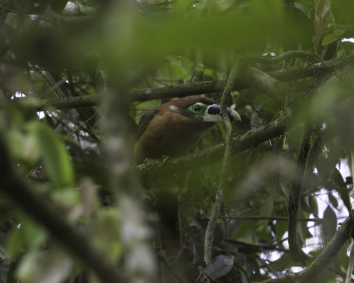 Gould's Toucanet - ML644991798
