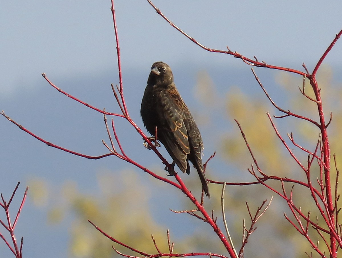 Red-winged Blackbird - ML644991801