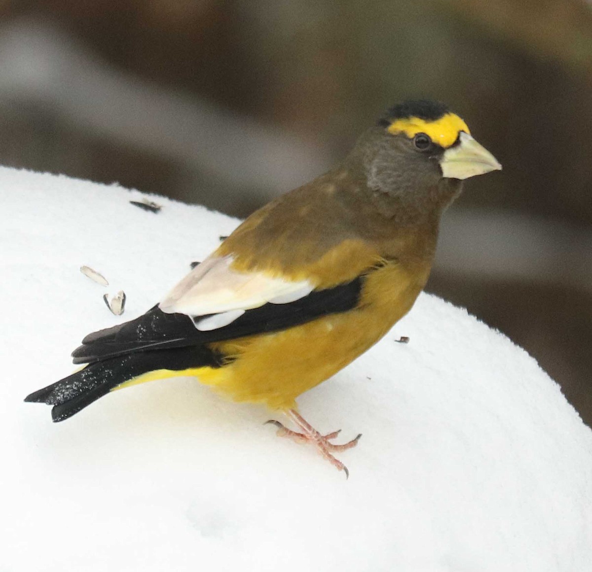 Evening Grosbeak - ML644991817