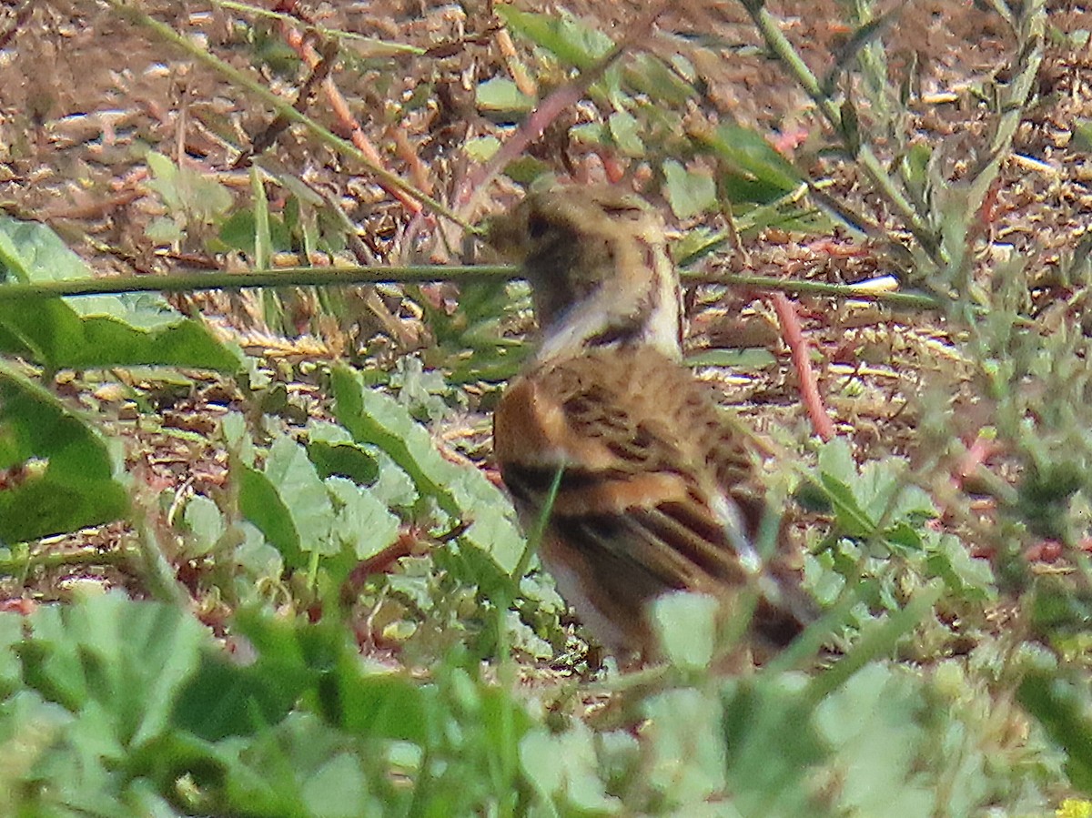 pěnkava jikavec - ML644991830