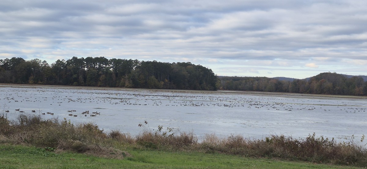 Нерозень - ML644991861