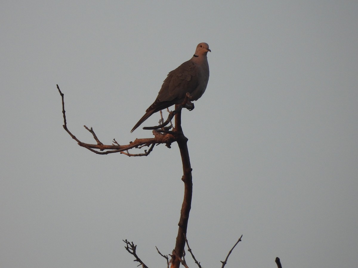 Tórtola Turca - ML644991885