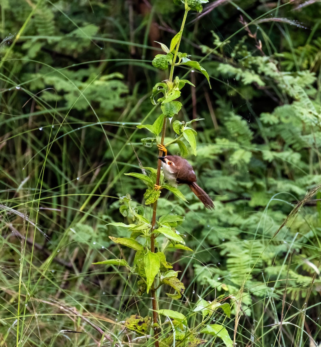 Timalí Ojigualdo - ML644991892