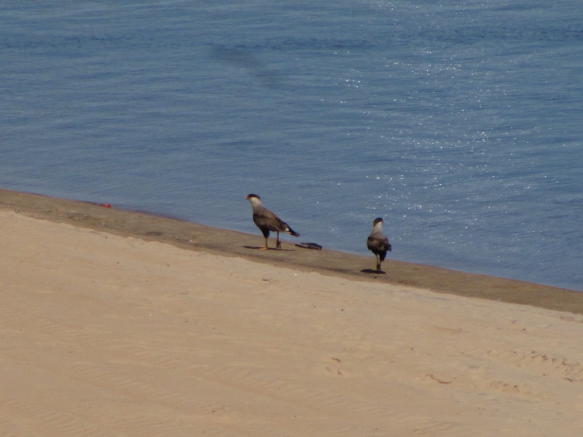 Crested Caracara - ML644991893