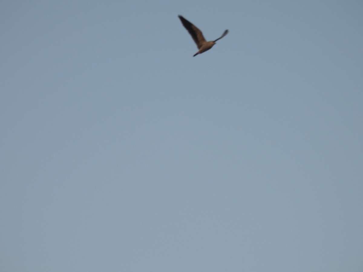 Elanio Común - ML644991904