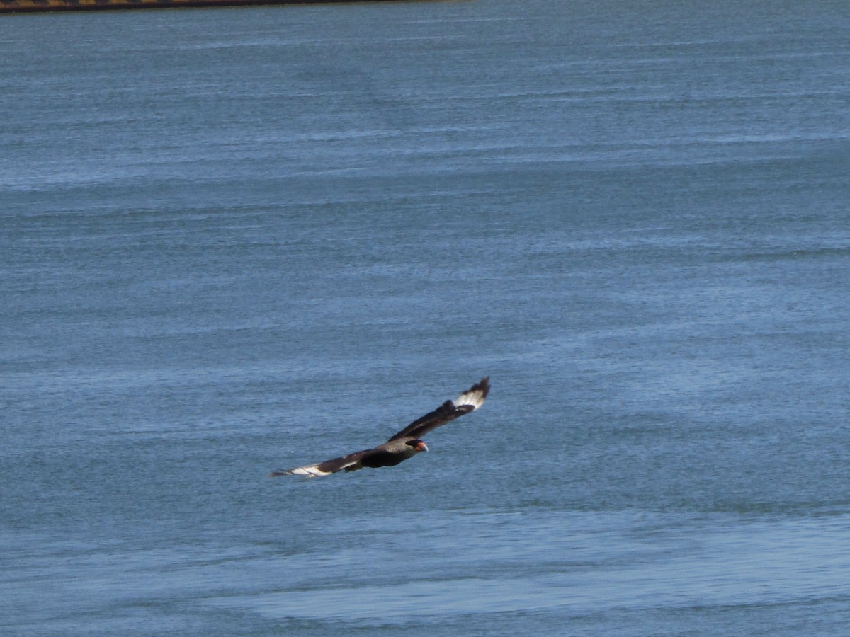 Crested Caracara - ML644991928