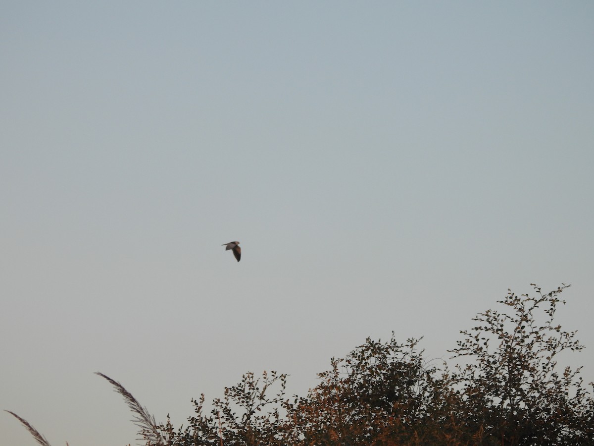 Elanio Común - ML644991932